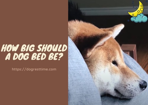 how big should a dog bed be