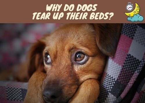 why do dogs tear up their beds