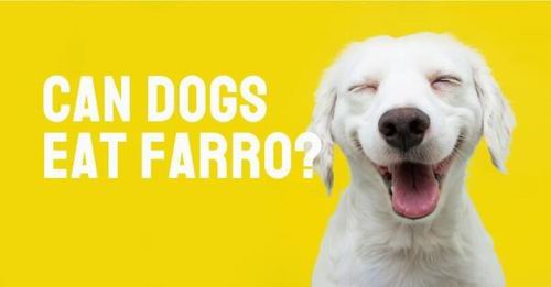can dogs eat farro
