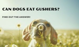 can dogs eat gushers