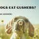 can dogs eat gushers