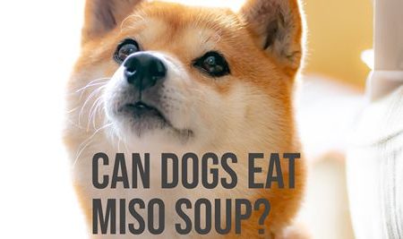 can dogs eat miso soup