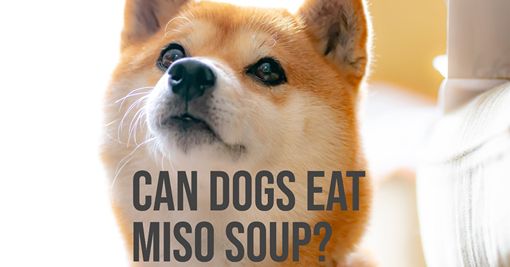 can dogs eat miso soup