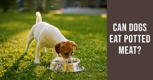 can dogs eat potted meat