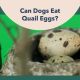 can dogs eat quail eggs