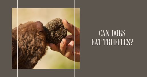 can dogs eat truffles