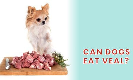 can dogs eat veal