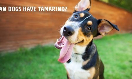 can dogs have tamarind