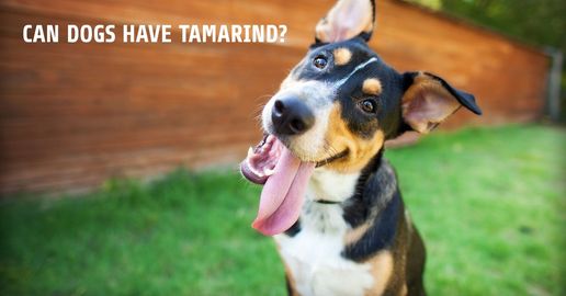 can dogs have tamarind