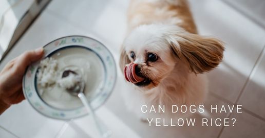 can dogs have yellow rice