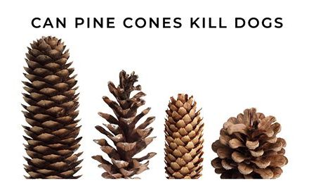 can pine cones kill dogs