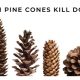 can pine cones kill dogs